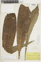 Conchocarpus longifolius image