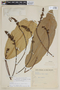 Conchocarpus macrophyllus image