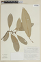 Conchocarpus obovatus image