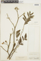 Dictyoloma vandellianum image