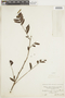 Dictyoloma peruvianum image