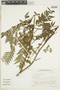 Dictyoloma peruvianum image