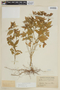 Ertela trifolia image