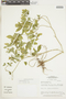 Ertela trifolia image