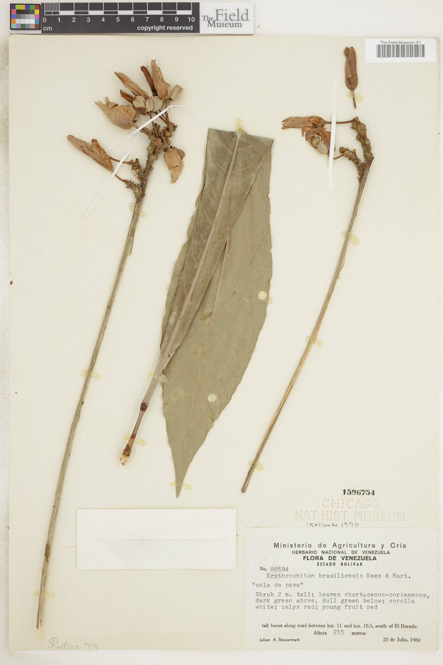 Erythrochiton brasiliensis image