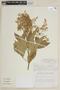 Esenbeckia densiflora image