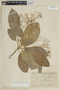 Esenbeckia leiocarpa image