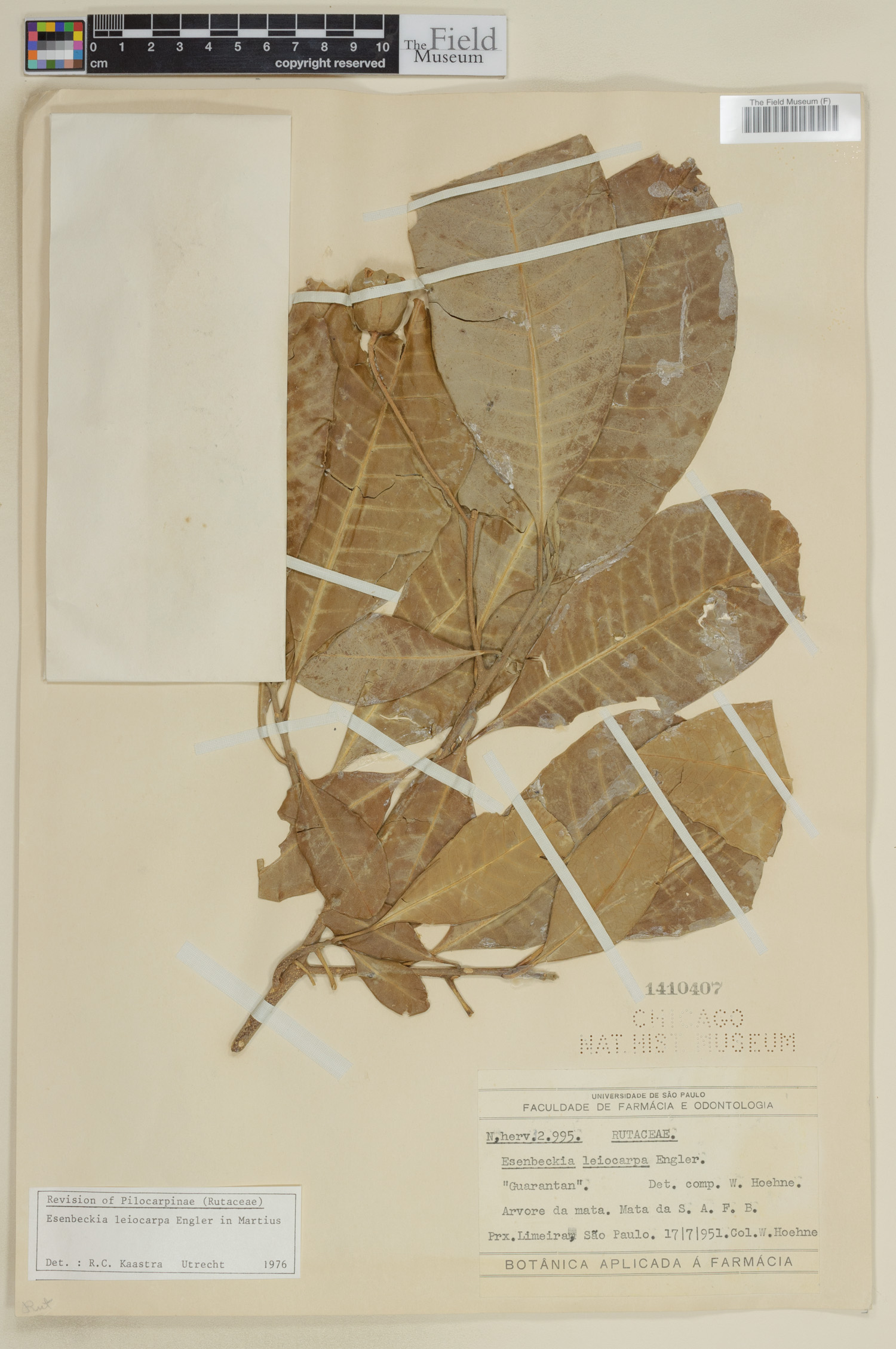 Esenbeckia leiocarpa image