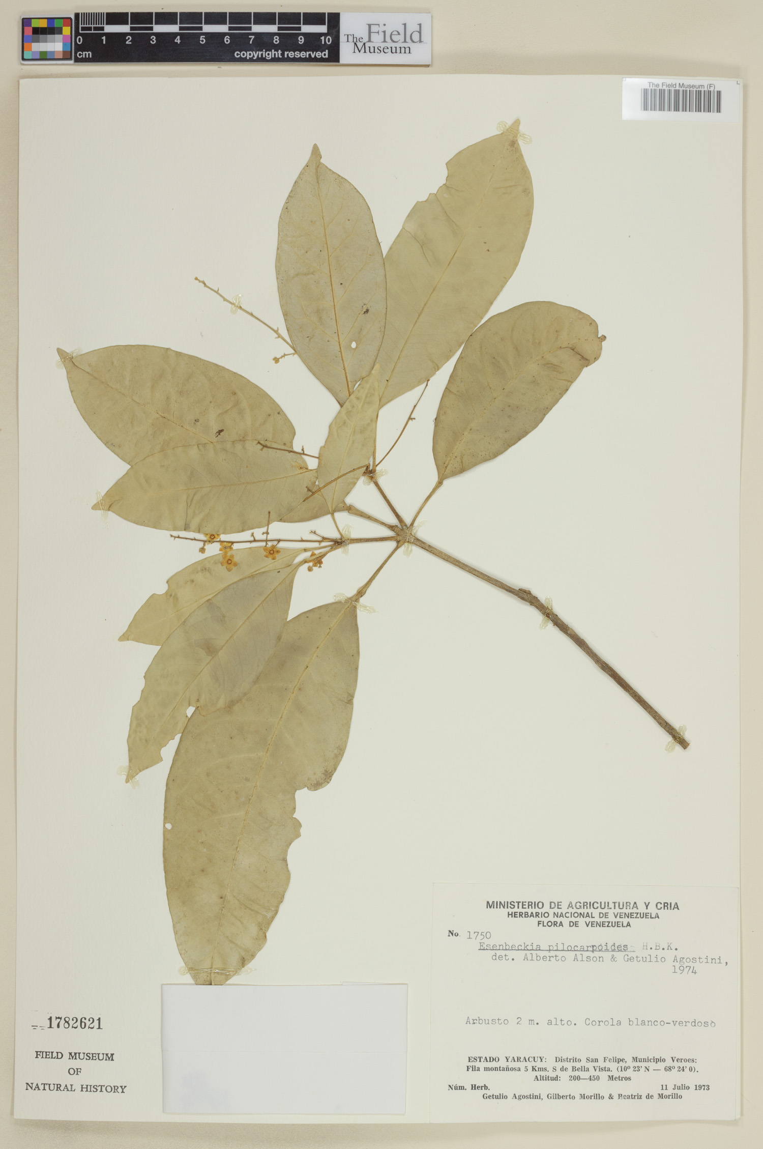 Esenbeckia pilocarpoides image