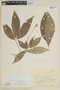 Esenbeckia scrotiformis image