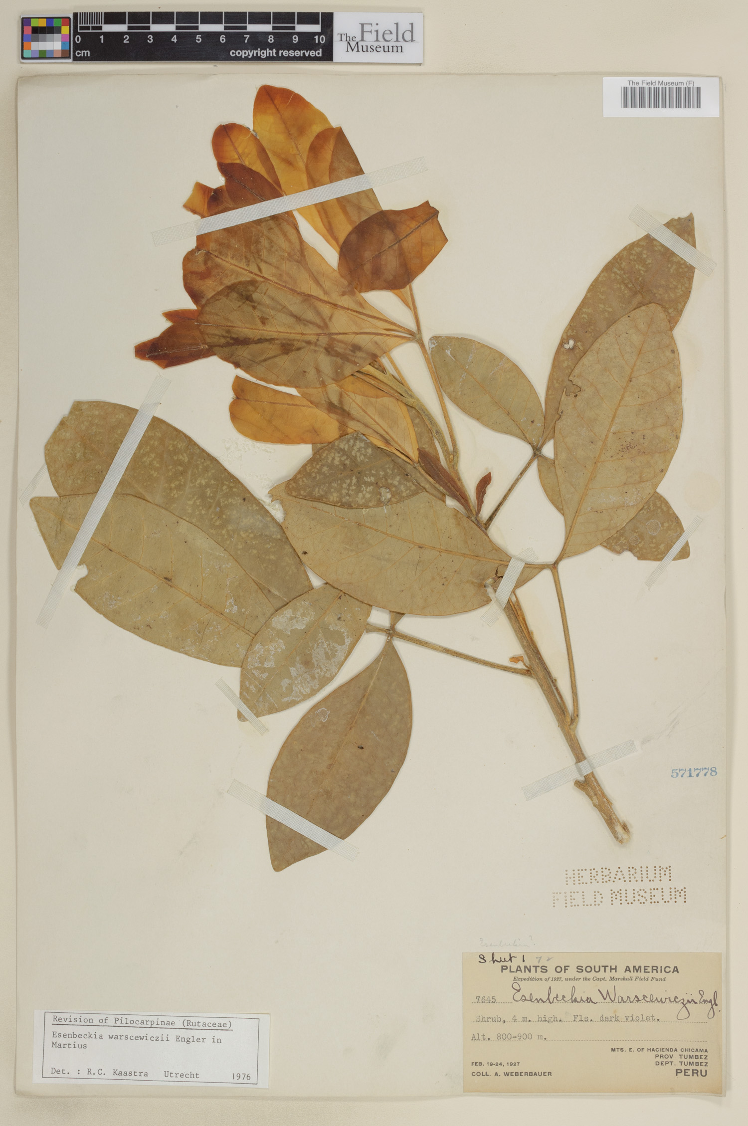 Esenbeckia warscewiczii image