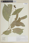 Galipea carinata image