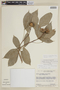 Galipea congestiflora image