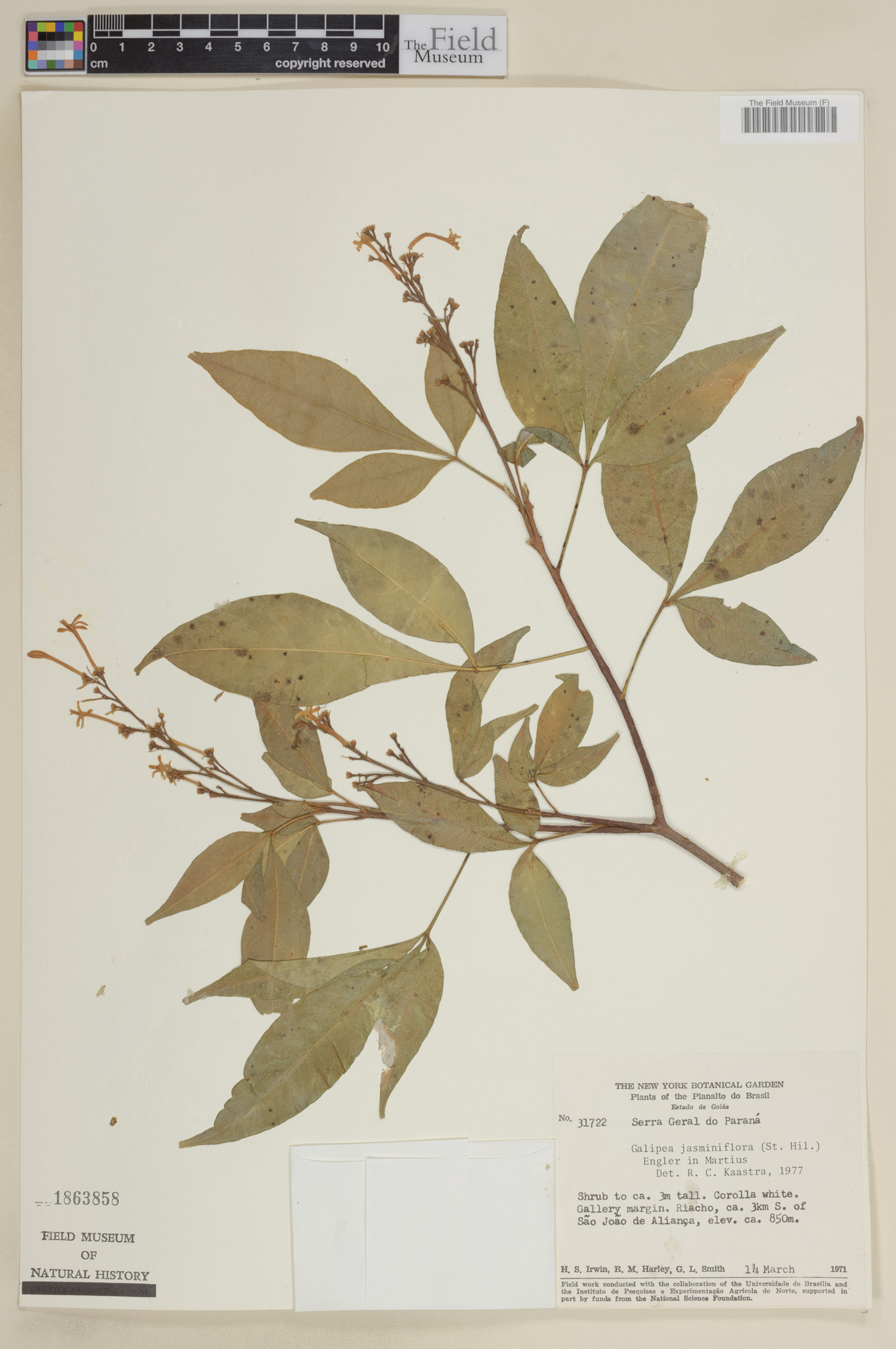 Galipea jasminiflora image
