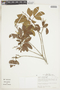 Galipea trifoliata image
