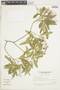 Helietta apiculata image