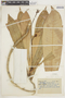Leptothyrsa sprucei image