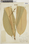 Leptothyrsa sprucei image