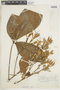 Nycticalanthus speciosus image