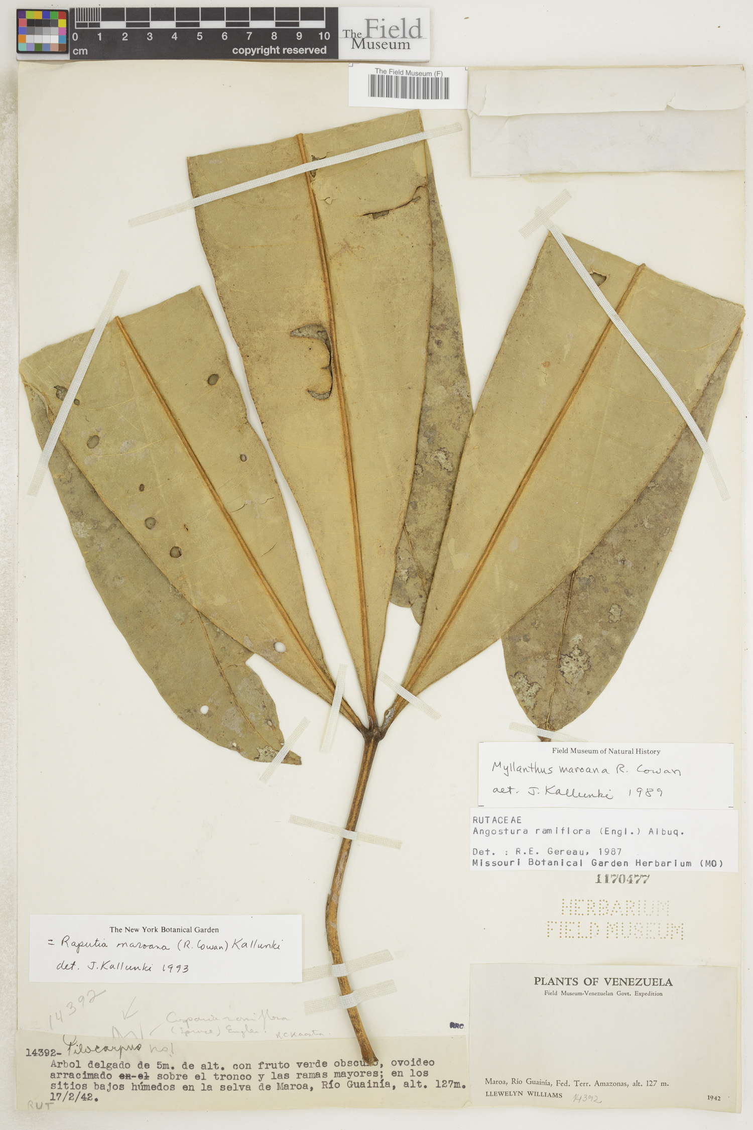 Raputia maroana image