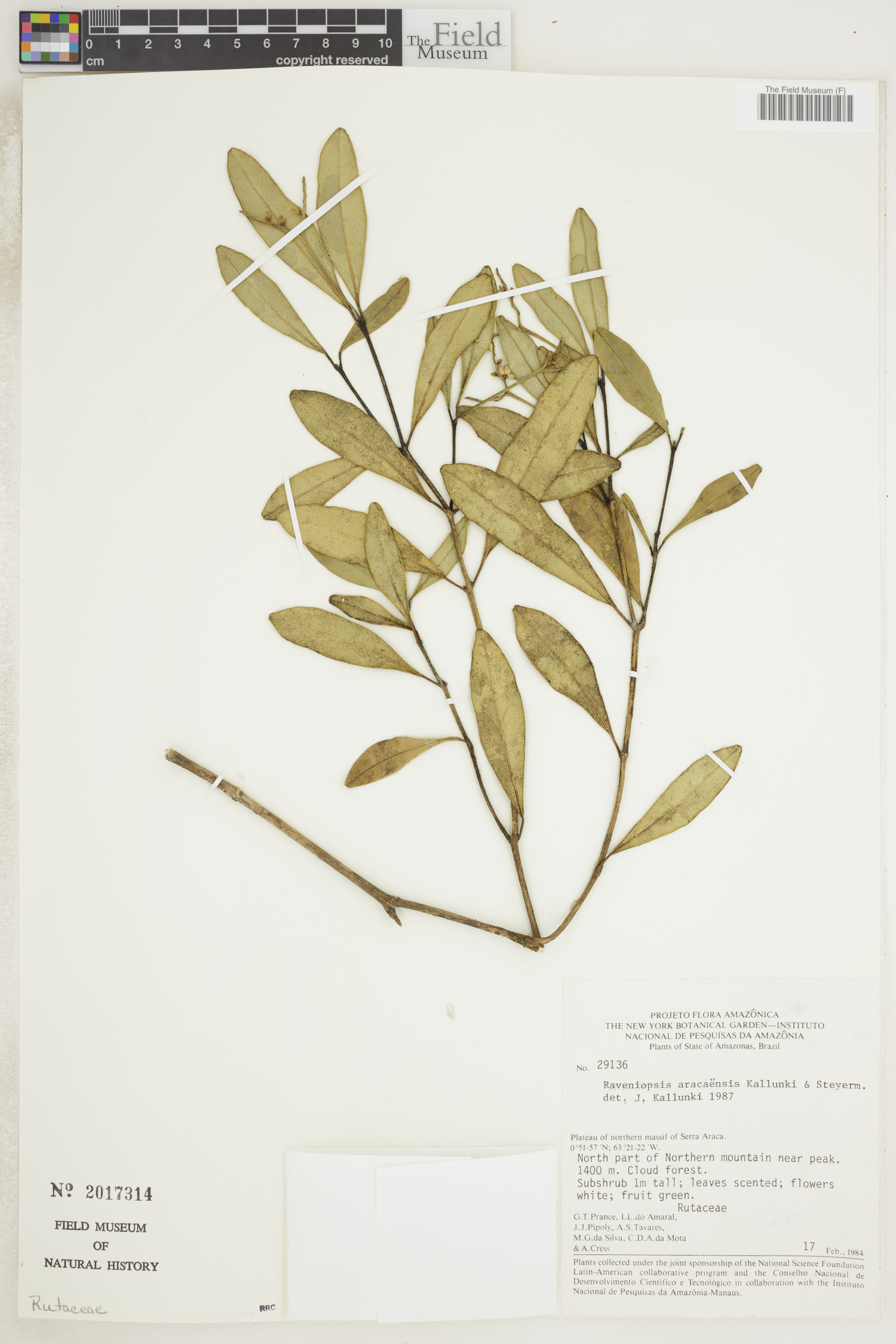Raveniopsis aracaensis image