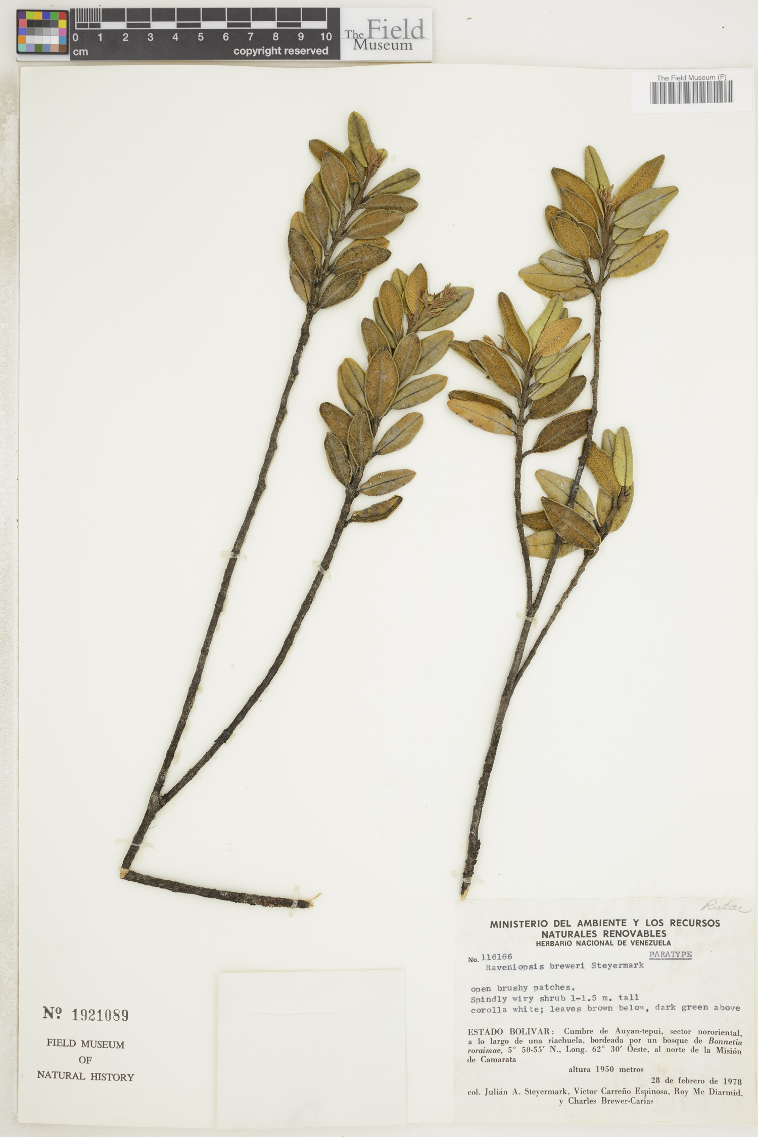 Raveniopsis breweri image