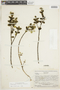 Raveniopsis fraterna image