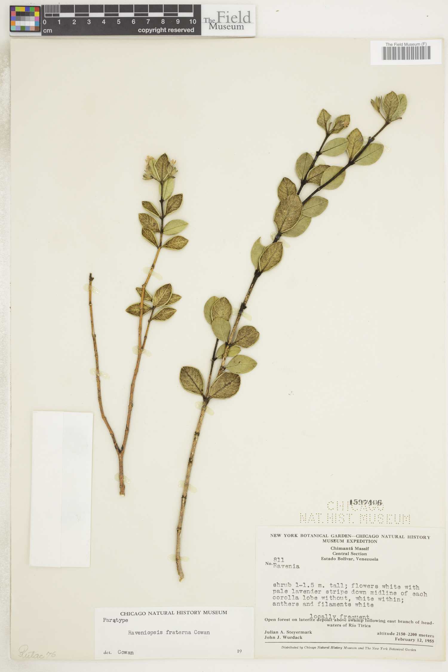 Raveniopsis fraterna image