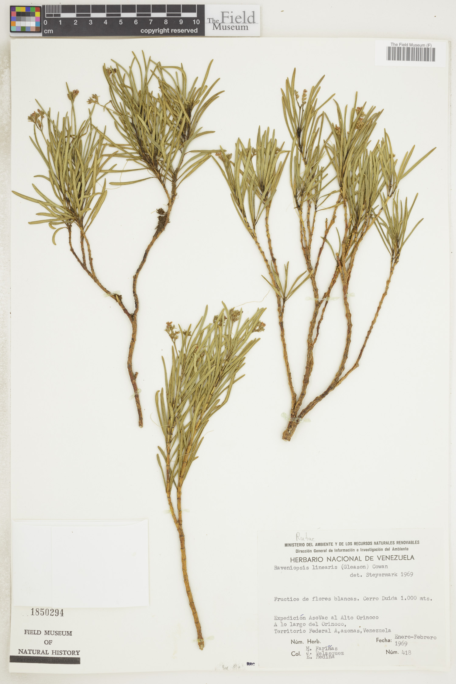 Raveniopsis image