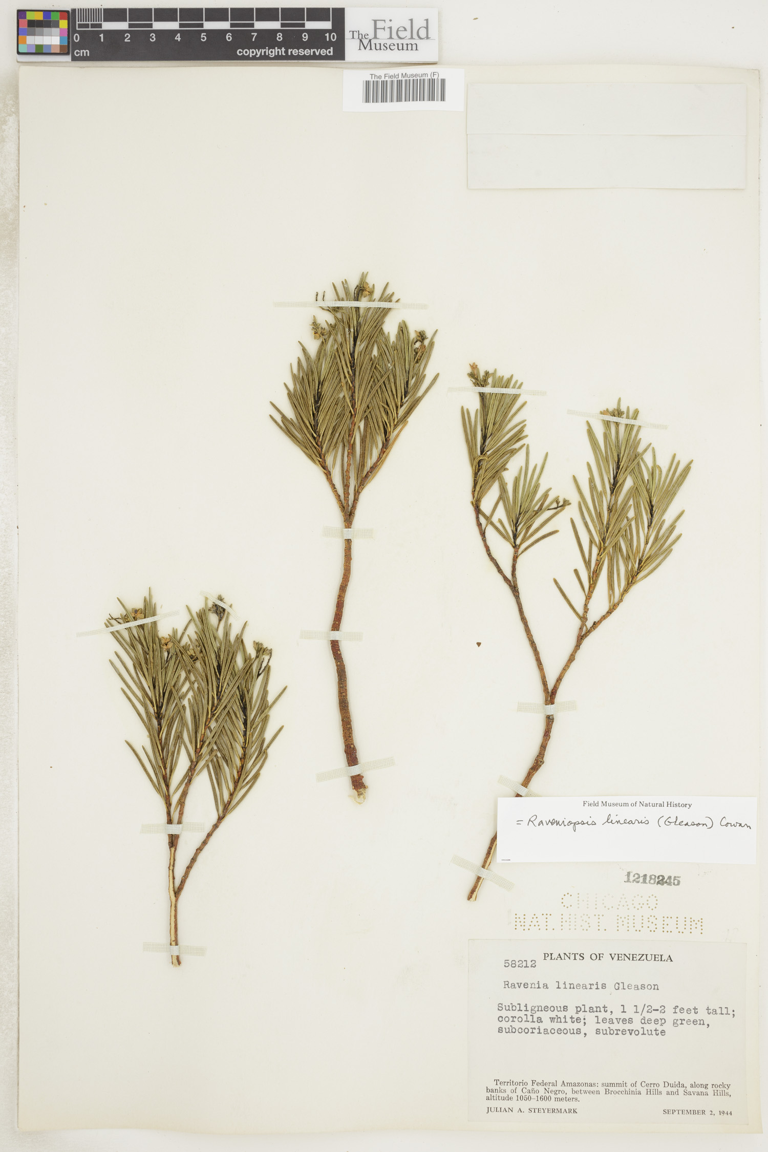 Raveniopsis linearis image