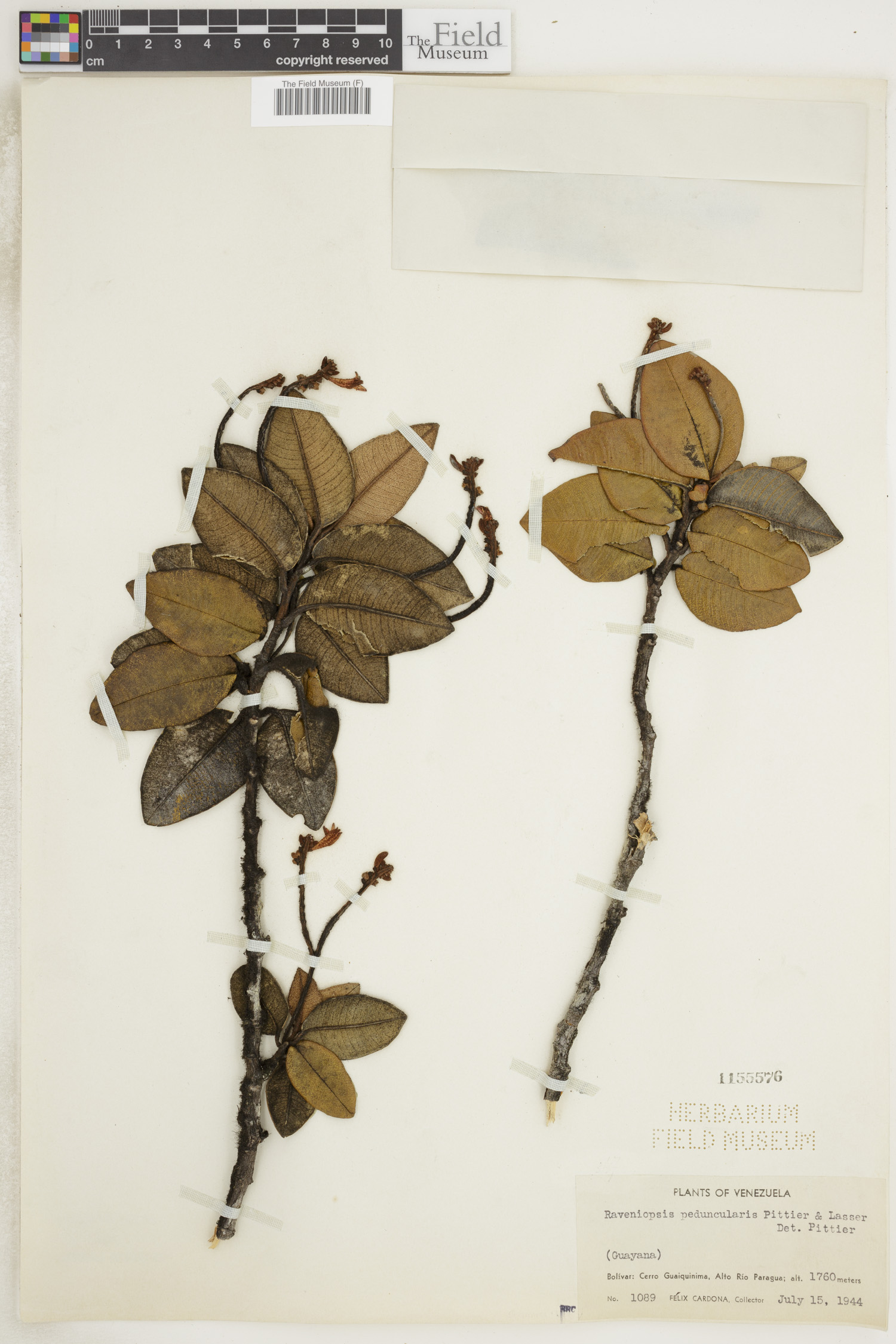 Raveniopsis peduncularis image