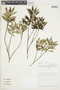 Raveniopsis ruellioides image