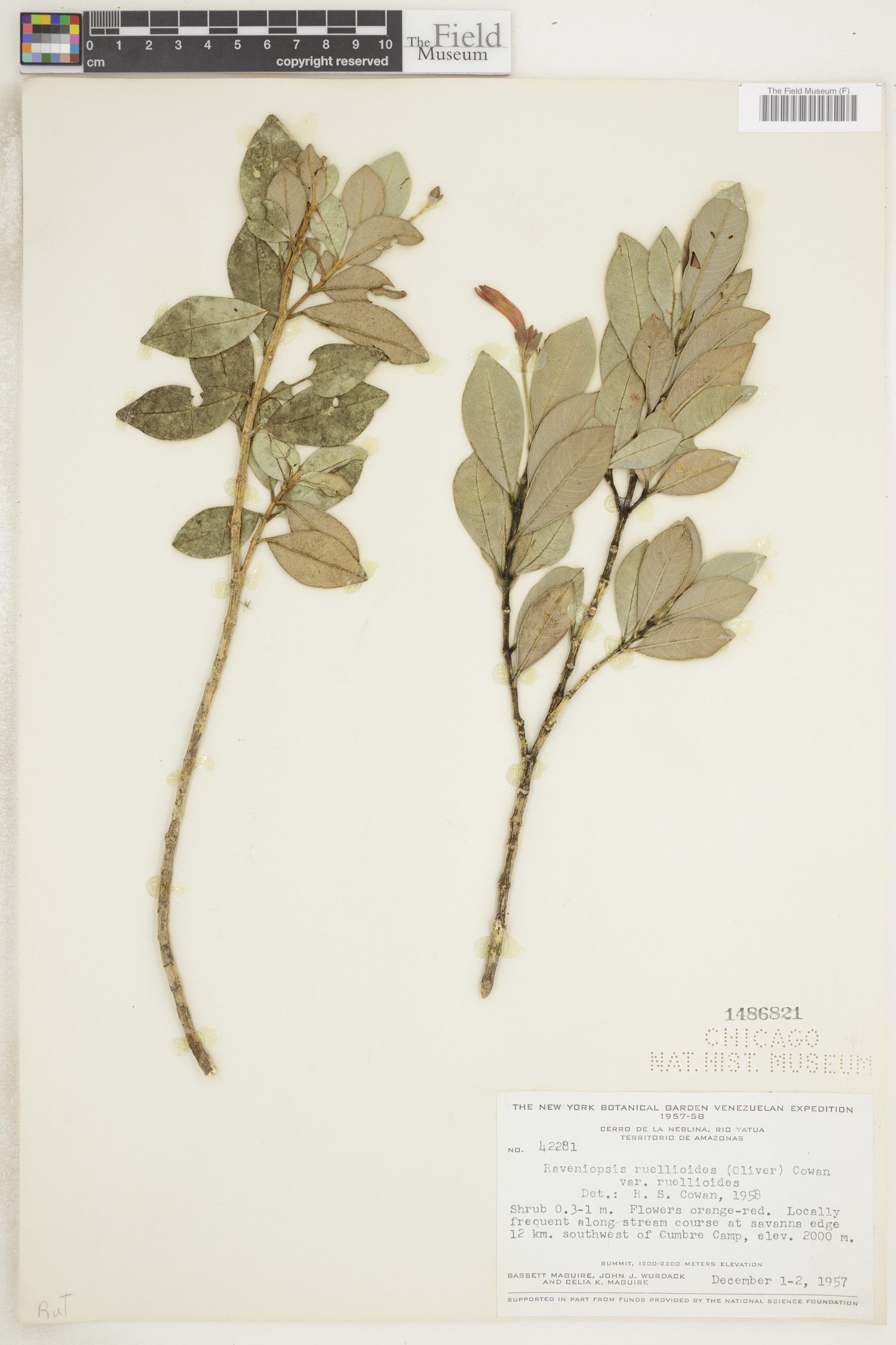 Raveniopsis ruellioides var. ruellioides image