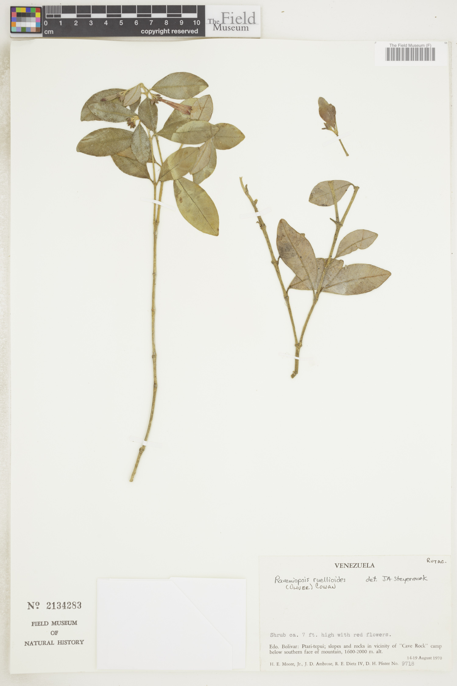 Raveniopsis ruellioides image