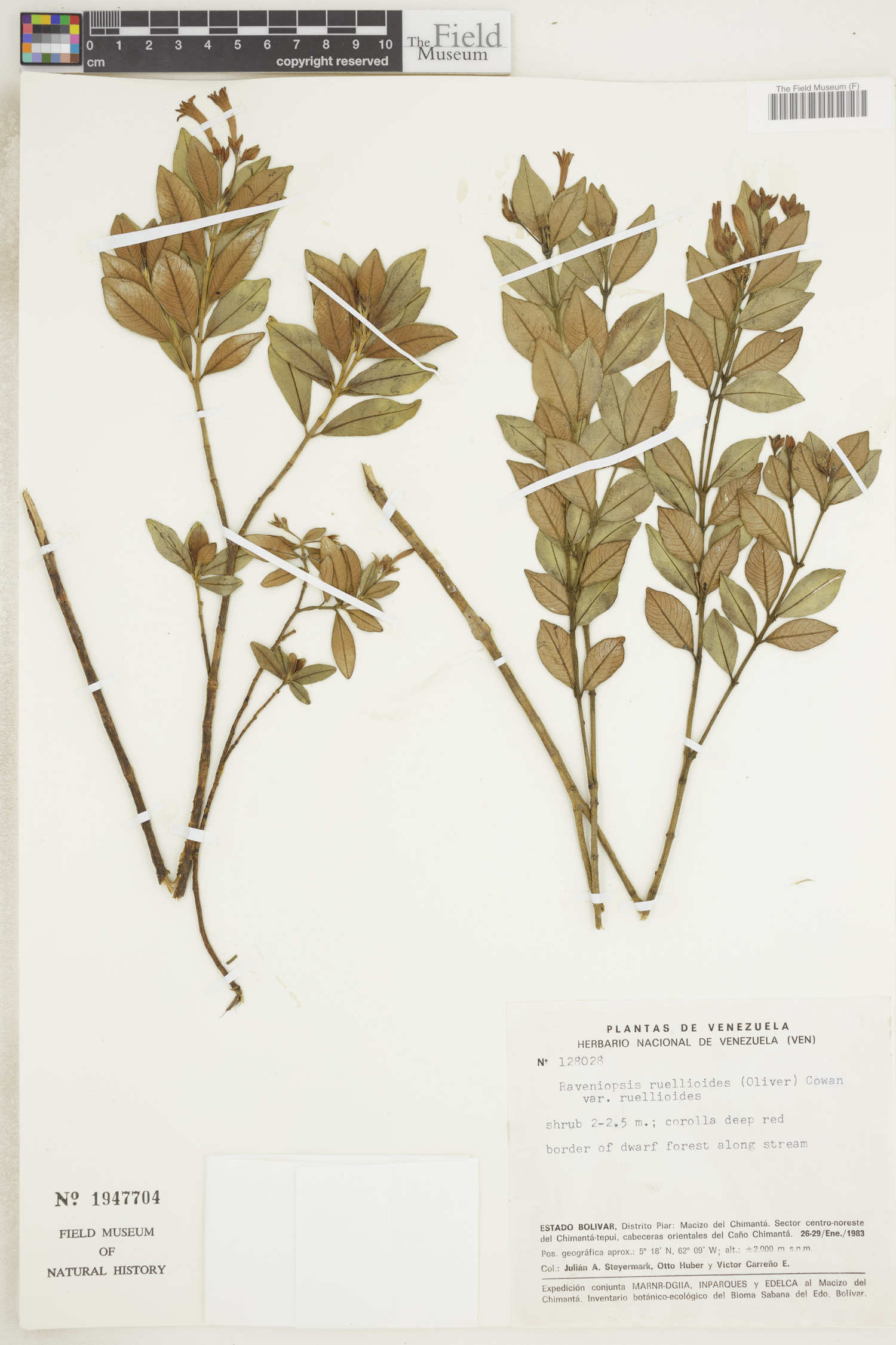 Raveniopsis ruellioides image