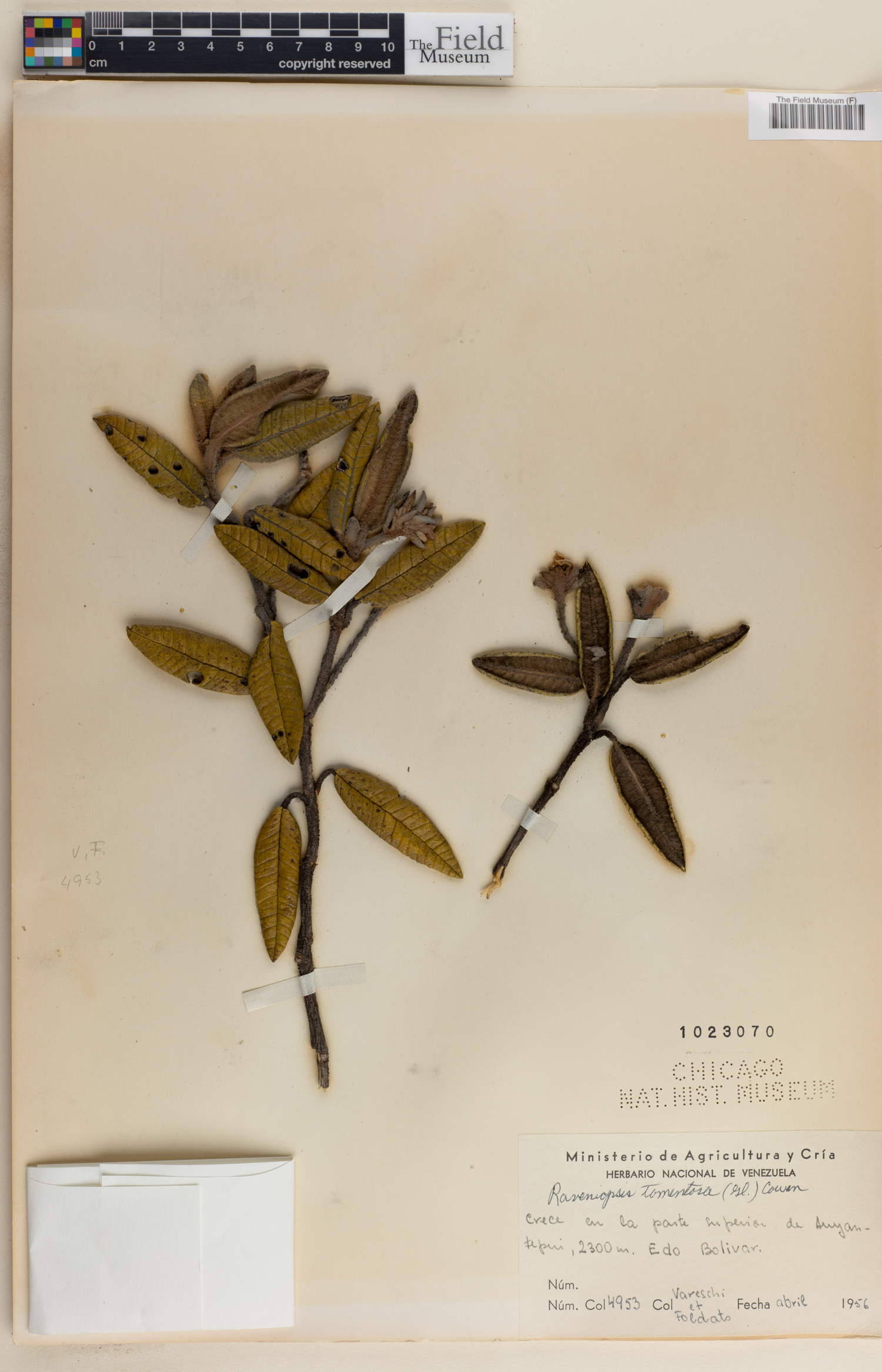 Raveniopsis tomentosa image