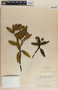 Raveniopsis tomentosa image