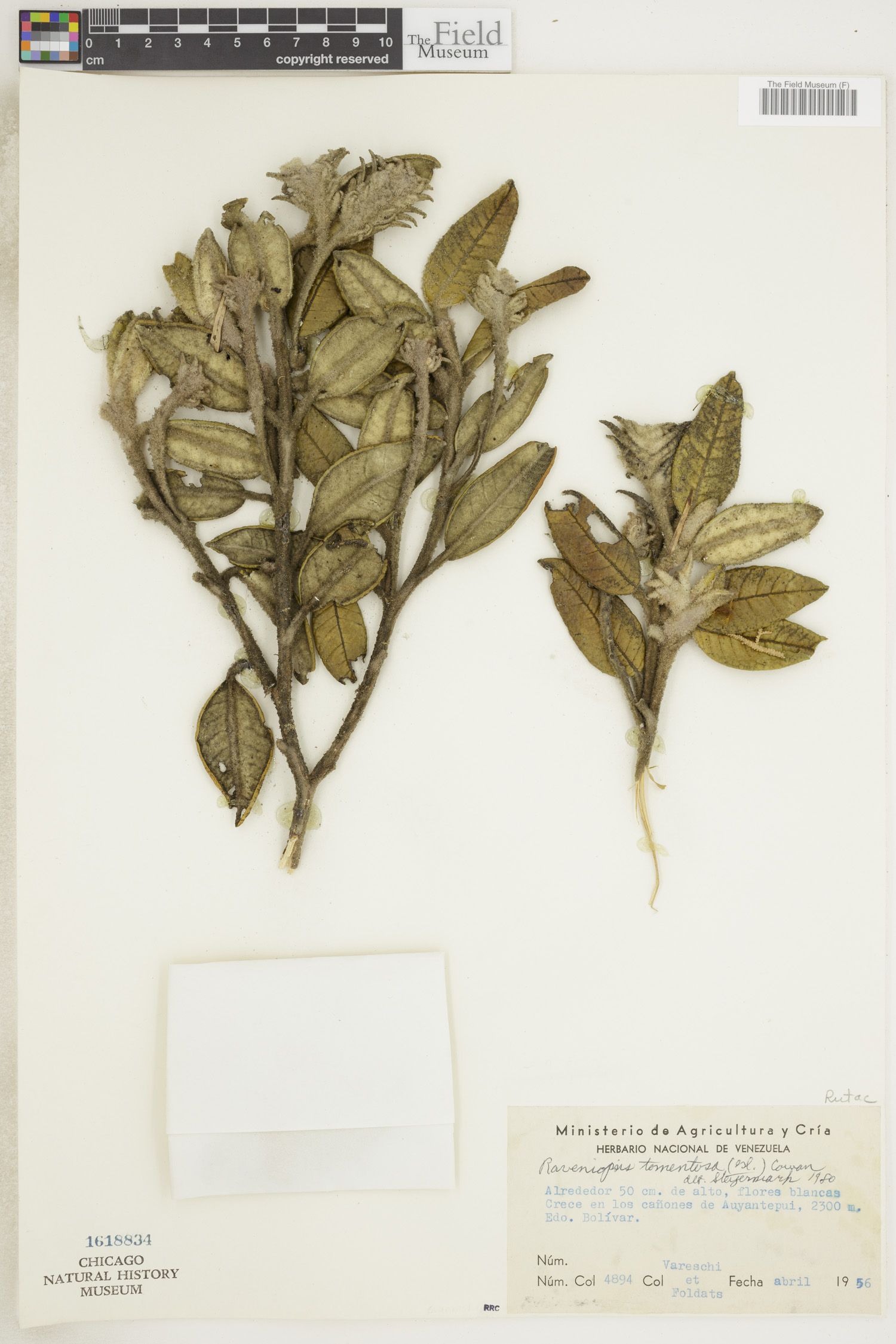 Raveniopsis tomentosa image