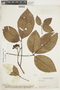 Spiranthera guianensis image