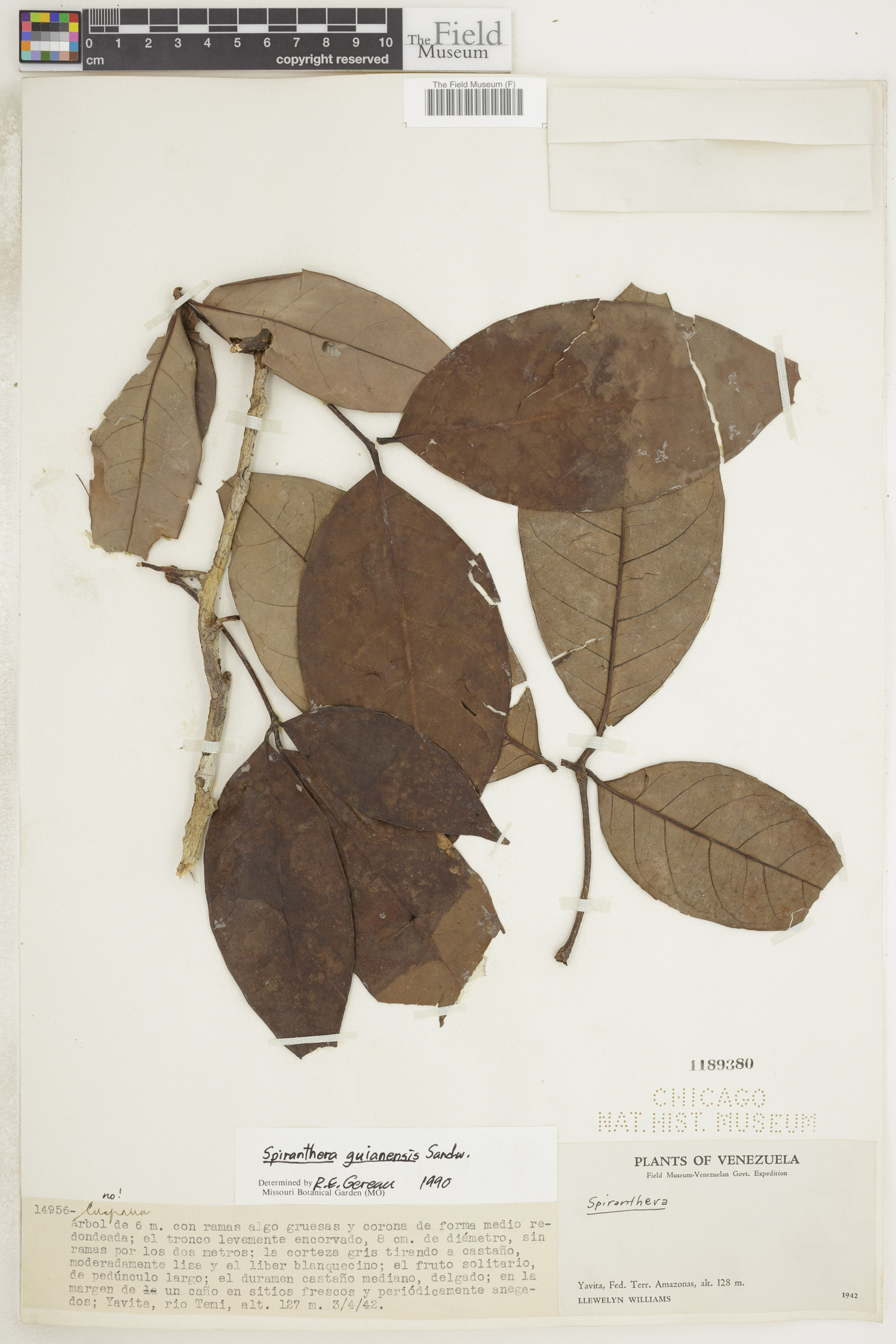 Spiranthera guianensis image