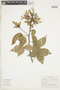 Spiranthera odoratissima image