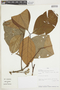 Spiranthera parviflora image