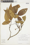 Spiranthera parviflora image