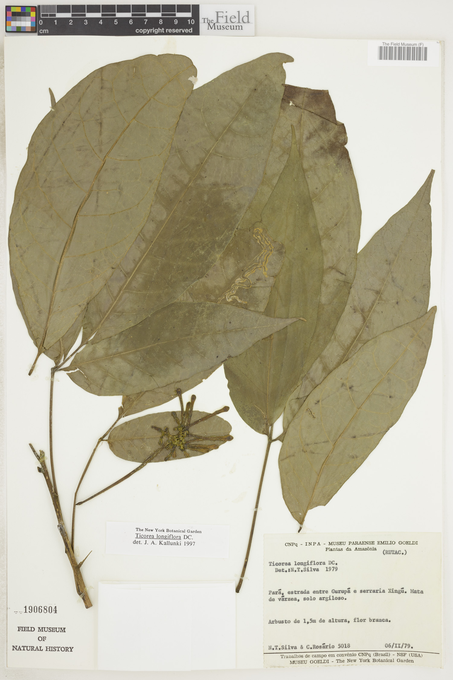 Ticorea longiflora image