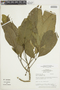 Ticorea tubiflora image
