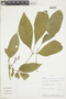 Ticorea tubiflora image