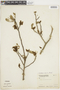 Zanthoxylum fagara subsp. fagara image