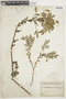 Zanthoxylum fagara subsp. fagara image