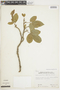 Zanthoxylum acuminatum subsp. acuminatum image