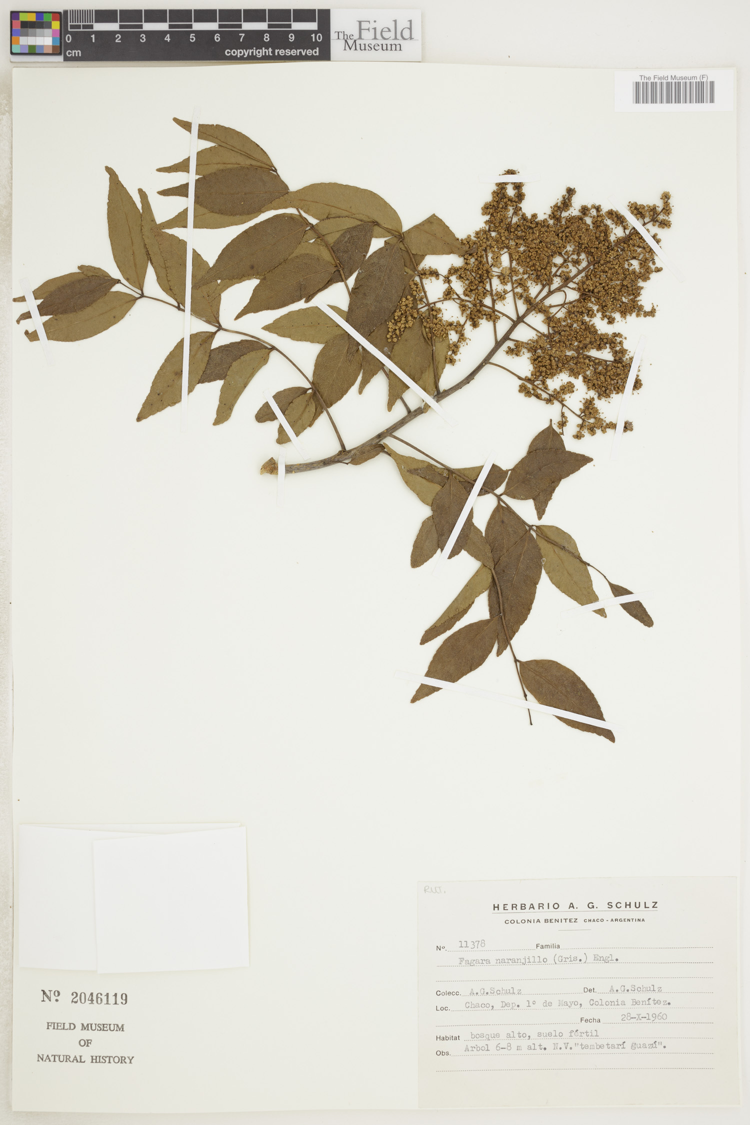 Zanthoxylum naranjillo image